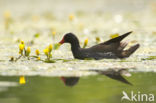 Waterhoen (Gallinula chloropus)