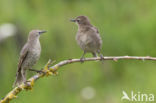 European Starling (Sturnus vulgaris)