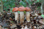 Eikenboleet (Leccinum quercinum)