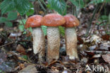 Eikenboleet (Leccinum quercinum)