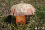 Roodnetboleet (Boletus rhodoxanthus)