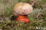 Roodnetboleet (Boletus rhodoxanthus)