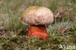 Roodnetboleet (Boletus rhodoxanthus)