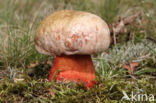 Roodnetboleet (Boletus rhodoxanthus)