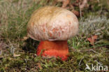 Roodnetboleet (Boletus rhodoxanthus)