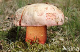 Roodnetboleet (Boletus rhodoxanthus)