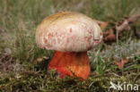 Roodnetboleet (Boletus rhodoxanthus)