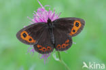 Zomererebia (Erebia aethiops)