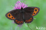 Zomererebia (Erebia aethiops)