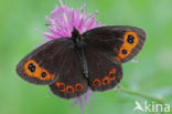 Scotch Argus (Erebia aethiops)