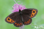 Scotch Argus (Erebia aethiops)