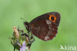 Scotch Argus (Erebia aethiops)