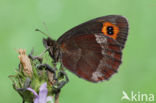 Scotch Argus (Erebia aethiops)