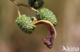 Elzenvlag (Taphrina amentorum)