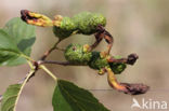 Elzenvlag (Taphrina amentorum)