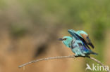 Scharrelaar (Coracias garrulus)