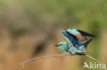 Scharrelaar (Coracias garrulus)