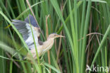 Little Bittern (Ixobrychus minutus)