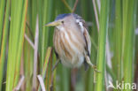 Little Bittern (Ixobrychus minutus)