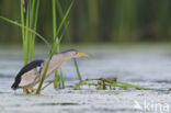 Little Bittern (Ixobrychus minutus)