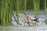 Little Bittern (Ixobrychus minutus)