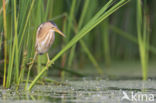 Little Bittern (Ixobrychus minutus)