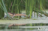 Little Bittern (Ixobrychus minutus)