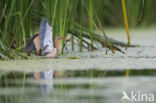 Little Bittern (Ixobrychus minutus)