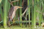 Little Bittern (Ixobrychus minutus)