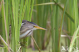 Little Bittern (Ixobrychus minutus)