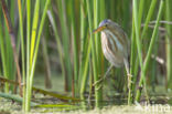 Little Bittern (Ixobrychus minutus)