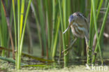 Little Bittern (Ixobrychus minutus)