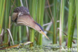 Little Bittern (Ixobrychus minutus)