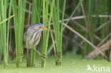 Little Bittern (Ixobrychus minutus)