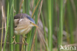 Little Bittern (Ixobrychus minutus)