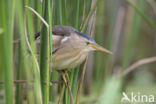 Little Bittern (Ixobrychus minutus)