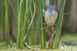 Little Bittern (Ixobrychus minutus)