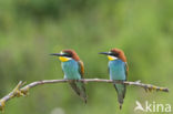 European Bee-eater (Merops apiaster)