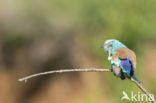 Scharrelaar (Coracias garrulus)