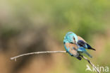 Scharrelaar (Coracias garrulus)