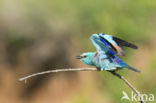 Scharrelaar (Coracias garrulus)