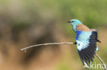 Scharrelaar (Coracias garrulus)