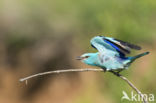 Scharrelaar (Coracias garrulus)