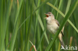 Great Reed-Warbler (Acrocephalus arundinaceus)