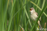 Grote Karekiet (Acrocephalus arundinaceus)