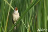 Grote Karekiet (Acrocephalus arundinaceus)