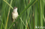 Great Reed-Warbler (Acrocephalus arundinaceus)