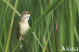 Grote Karekiet (Acrocephalus arundinaceus)