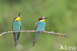 European Bee-eater (Merops apiaster)