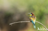 European Bee-eater (Merops apiaster)